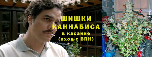 хмурый Аркадак